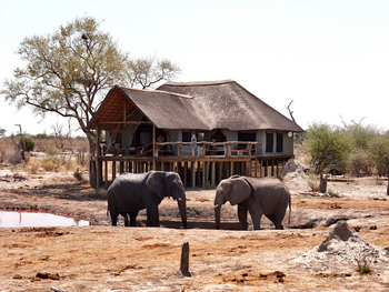 Motswiri Hideaway: Elefantenduo