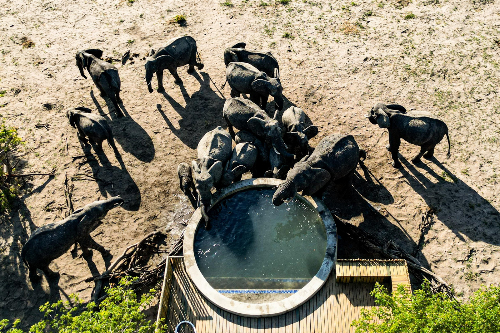Muddy Teak Camp Muddy Teak Camp: Elefanten am Pool