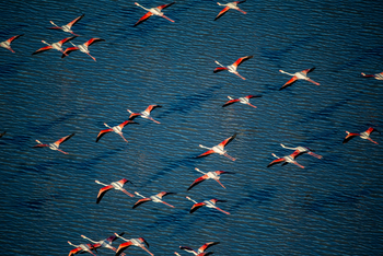 Camp Kalahari Camp Kalahari: Fliegende Flamingos