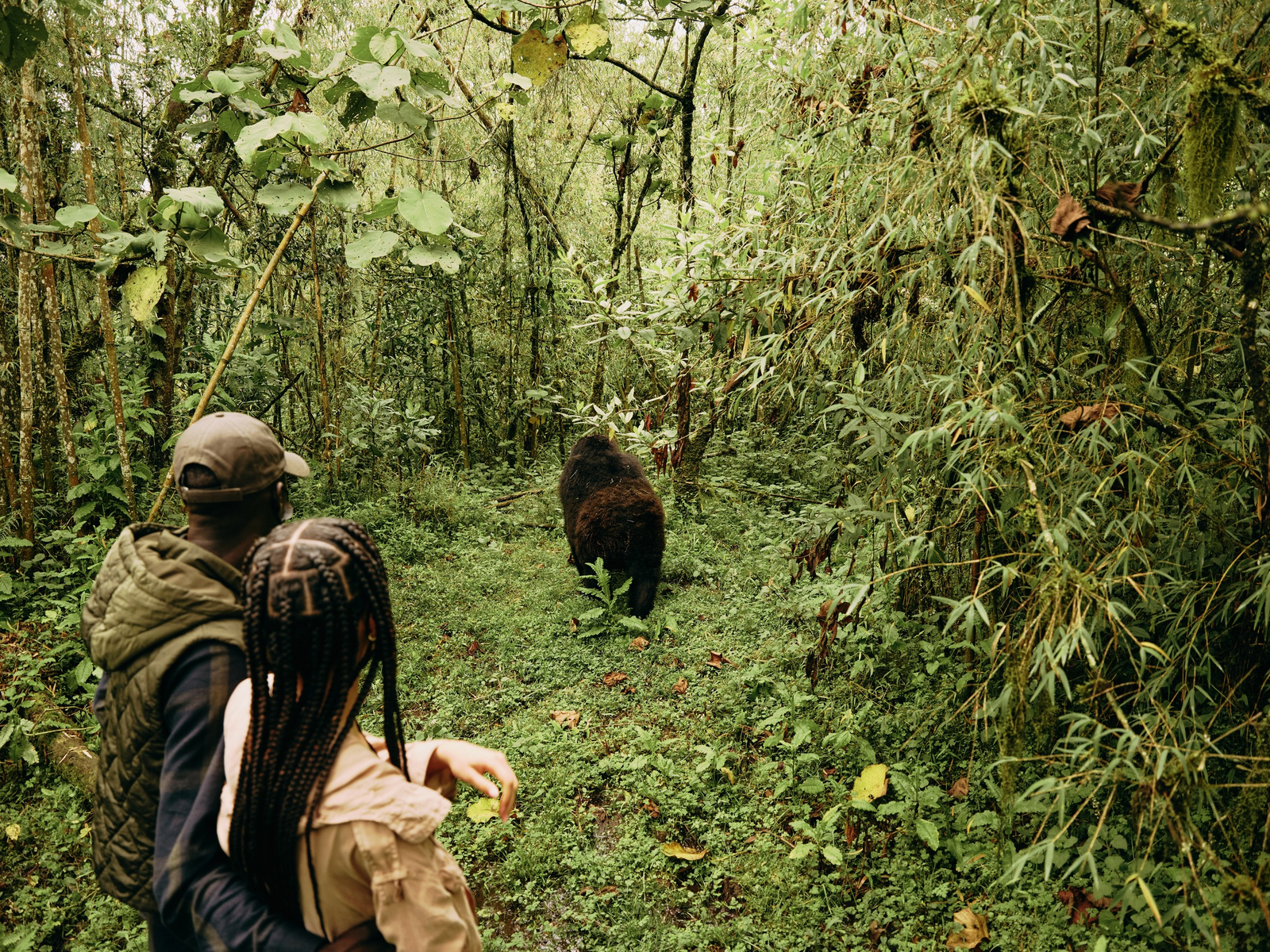 One and Only Gorilla's Nest One and Only Gorilla's Nest: Gorilla Trekking im Wald