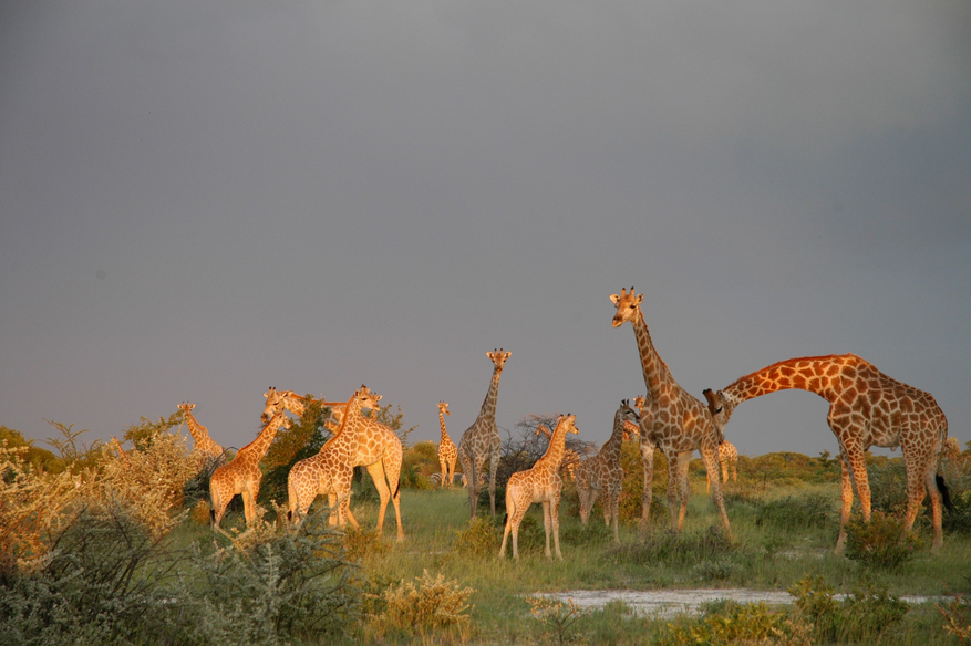 Onguma Reserve