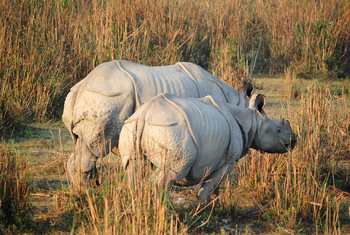 Panzernashorn (Rhinoceros unicornis) mit Kalb