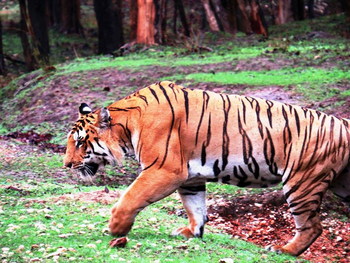 Pench Jungle Camp: Männlicher Tiger mit senkrechter Lippenzeichnung