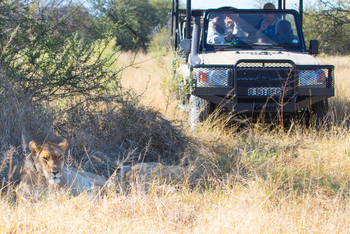 Rra Dinare Camp: Löwe