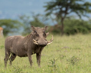 Saruni Eagle View Saruni Eagle View: Warzenschwinkeiler