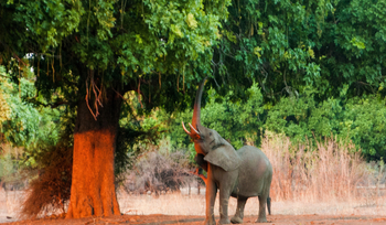 Shawa Luangwa Camp: Elefant unter Akazie
