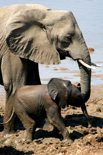 Shenton Safaris Shenton Safaris: Elephant Hide