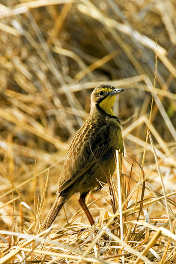 Shumba Camp Shumba Camp: Fülleborn´s Longclaw