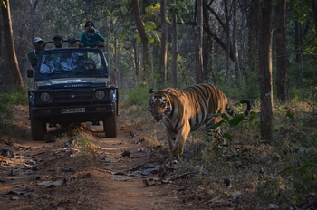 Tathastu Resort Tadoba: Tigerbegegnung