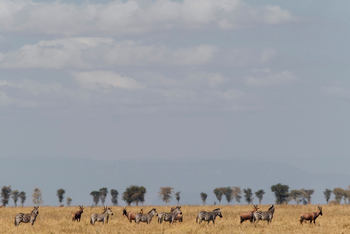 Usangu Expedition Camp: Topis und Zebras