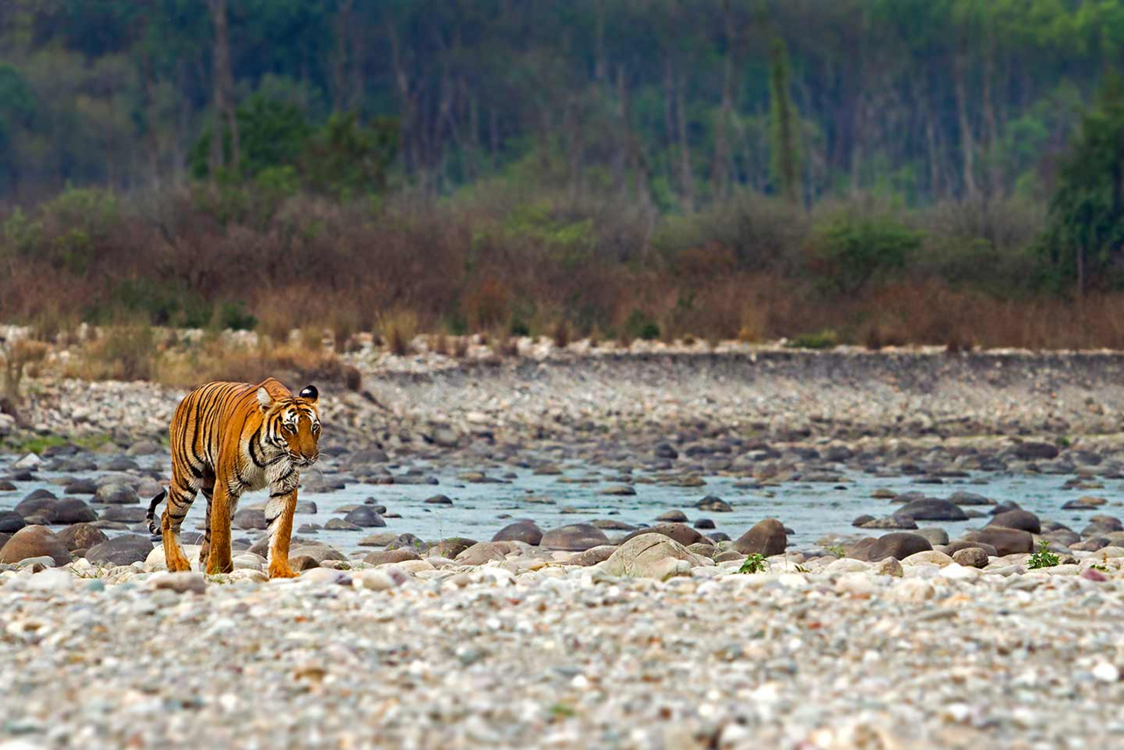 Vanghat Vanghat: Tiger am Flussufer