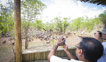 Victoria Falls Safari Lodge Victoria Falls Safari Lodge: Geierfütterung