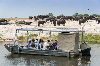 Zambezi Queen Zambezi Queen: Beobachtung von Tieren am Flussufer