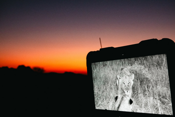 andBeyond Phinda Zuka Lodge: Kamera mit Löwenblick im Abendrot