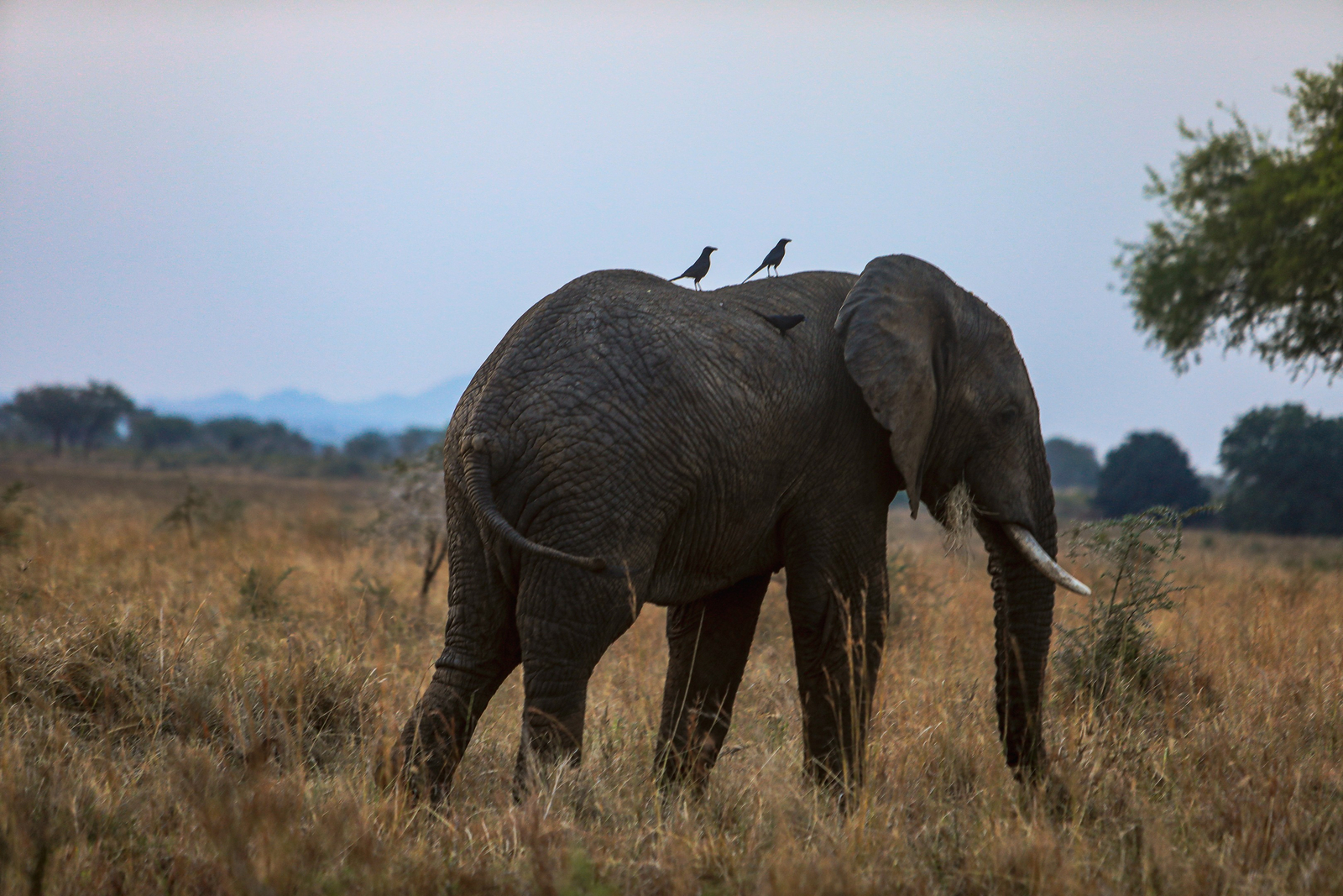 Adere Safari Lodge Adere Safari Lodge: Elefant und Glanzstare