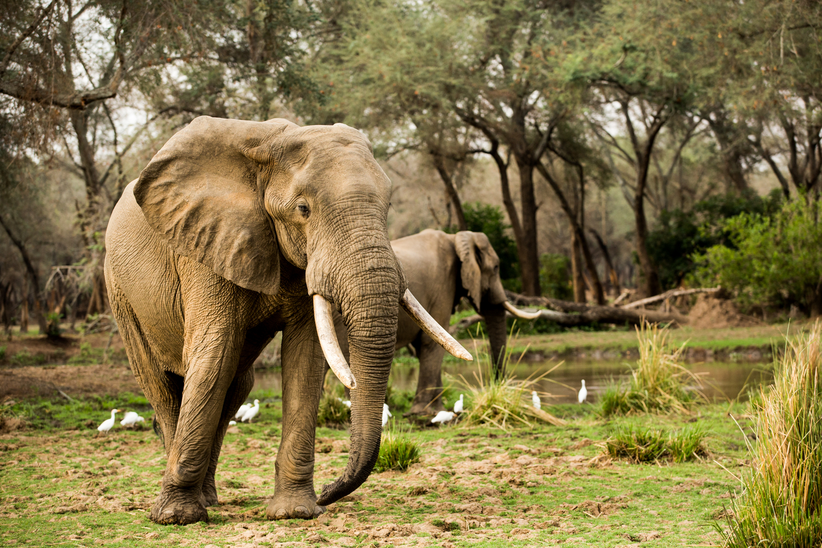 Amanzi Camp Amanzi Camp: Alter Elefant