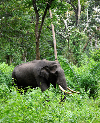 Bandhavgarh Jungle Lodge: Indischer Elefantenbulle