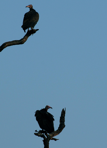 Bushcamp Company: Hooded Vulture (Necrosyrtes Monachus)