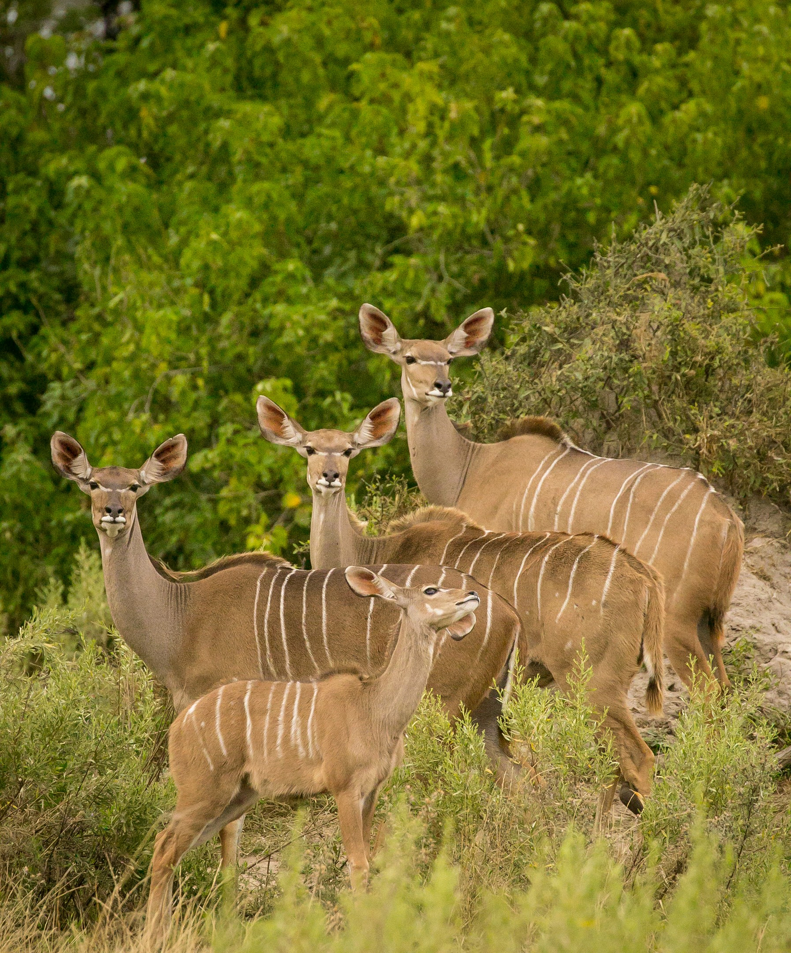 Bushman Plains Camp Bushman Plains Camp: Kudus