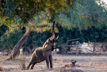 Chikwenya Camp Chikwenya Camp: Elefant unter Akazie