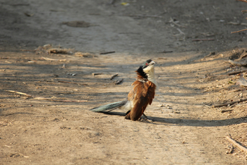 Chilo Ivory Trail Adventure: Senegal Coucal