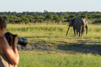 Chobe Game Lodge: Bootsafari - Elefanten