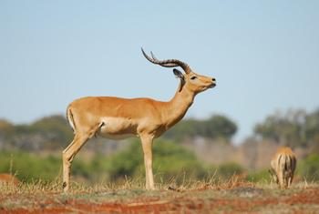 Divava Okavango Lodge and Spa: Impala