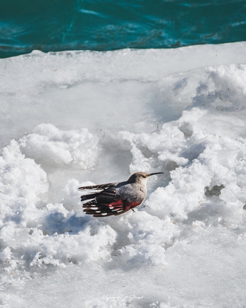 Drenmo Lodge Drenmo Lodge: Wallcreeper