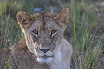 Elewana Elephant Pepper Camp Elewana Elephant Pepper Camp: Löwin