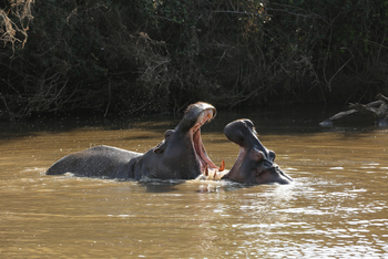 Fothergill Island: Hippos