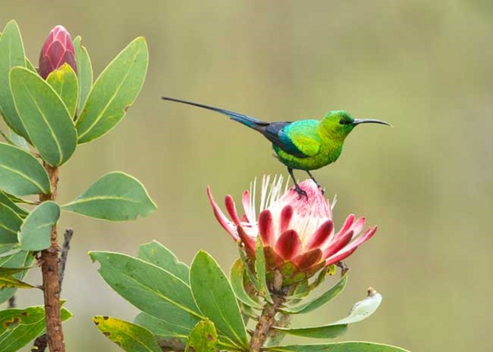 Frog and Fern Cottages Frog and Fern Cottages