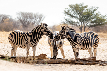 Gham Dhao Lodge Gham Dhao Lodge: Zebras
