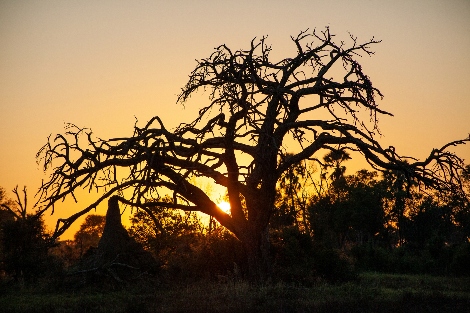 Gomoti Plains Camp Gomoti Plains Camp: Tiere und Landschaft