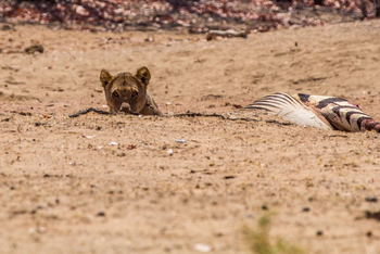 Hobatere Lodge: Löwe mit Zebrabeute