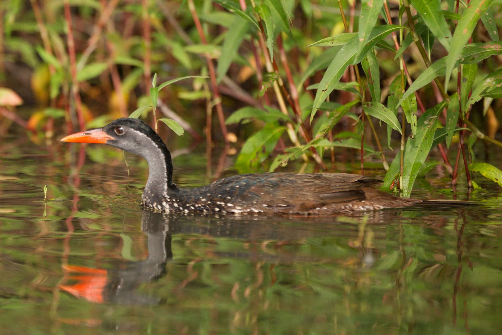 KaingU Safari Lodge KaingU Safari Lodge: Binsenralle