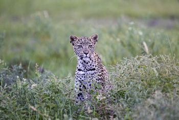 Kalahari Plains Camp: Katze im Laub