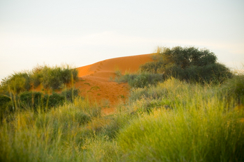 Kalahari Red Dunes Lodge: Düne