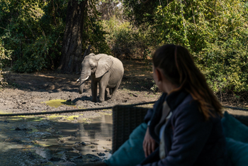 Kanga Camp: Elefant neben dem Camp
