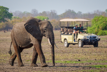 Kuthengo Camp: Junger Elefant