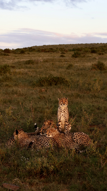 Kwandwe Private Game Reserve: Geparden