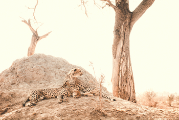 Lagoon Camp Lagoon Camp: Gepardengeschwister