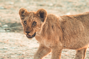 Lagoon Camp Lagoon Camp: Löwenkind