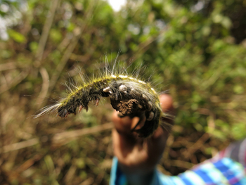 Lake Natron Camp: Gewaltig große Raupe