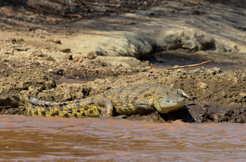 Lale's Camp: Nilkrokodil
