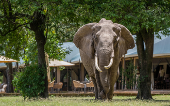 Little Governors' Camp Little Governors' Camp: Elefantenbulle im Camp