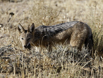 Little Kulala: Schakal mit Maus
