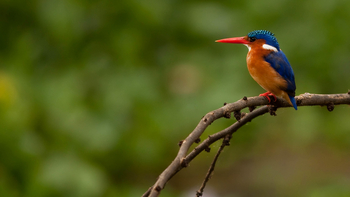 Loldia House: Lake Naivasha