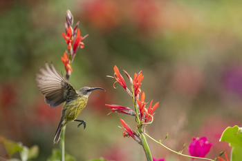 Loldia House: Olive Sunbird