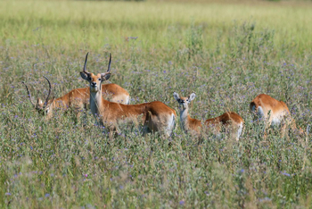 Losika Elephant Camp: Rote Lechwe Herde im blühenden Grasland