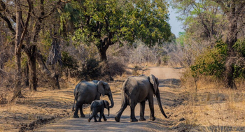 Luambe Camp: Elefantenfamilie